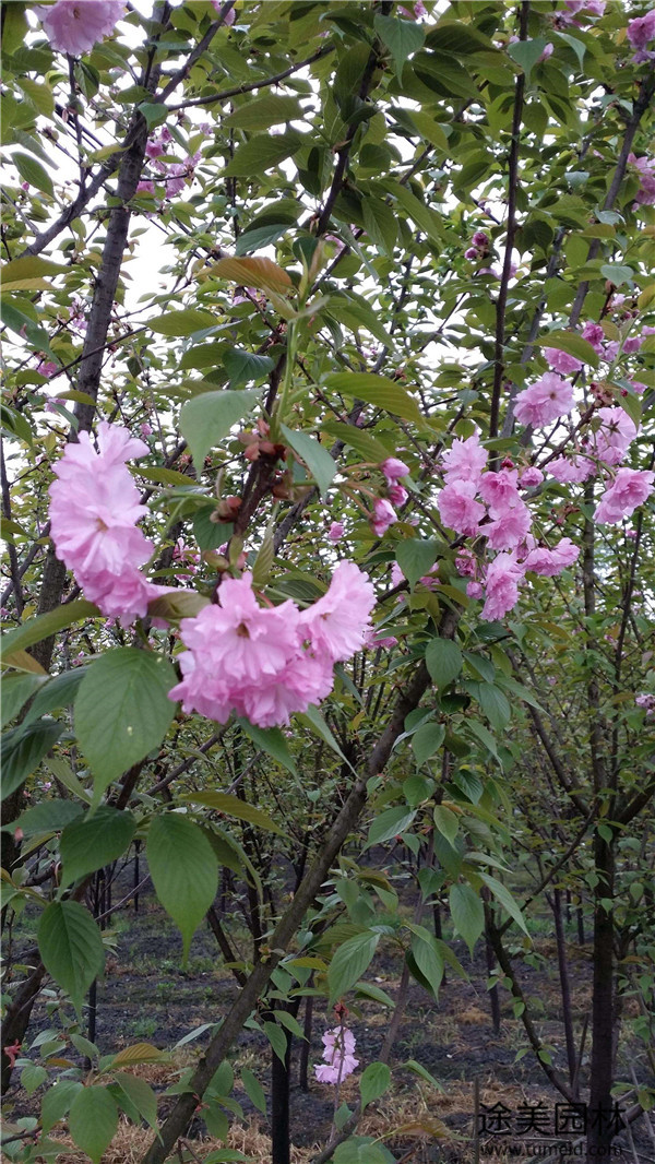 晚櫻開(kāi)花圖片實(shí)拍